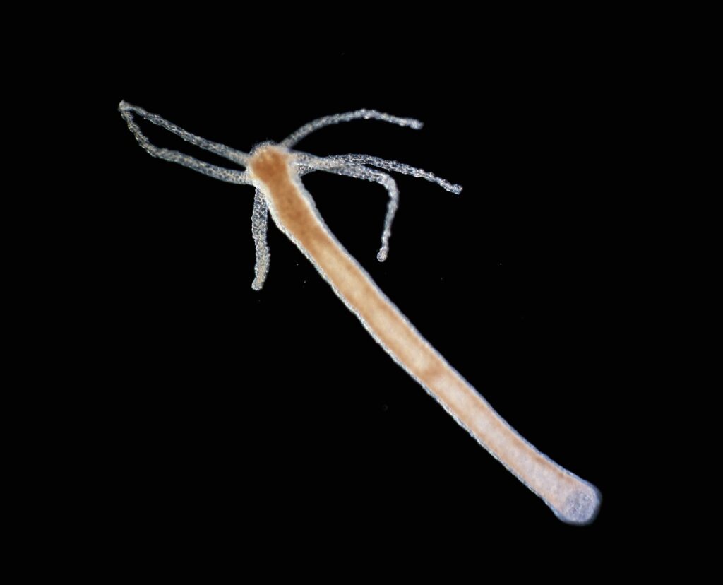 Vollständig ausgewachsene Hydra (Süßwasserpolyp)