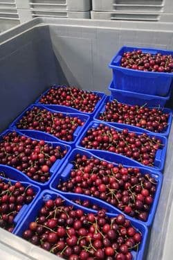 CARGO PLAST Cherry Fox Erntehilfe