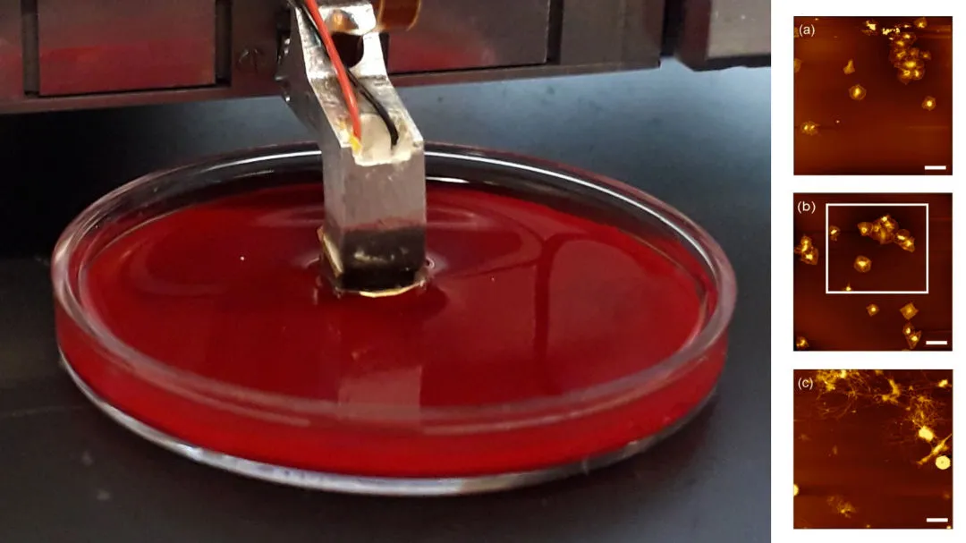 Self-Sensing-Cantilever in trüber Flüssigkeit mit AFM-Bildern