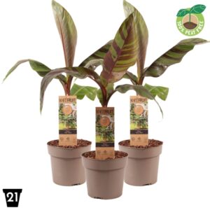 Musa 'Ever Red'