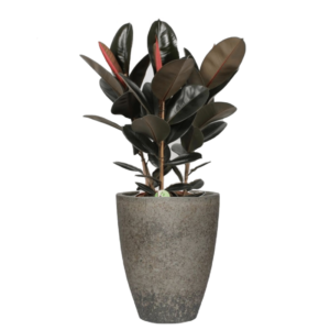 Begrünter Kübel Ficus Abidjan