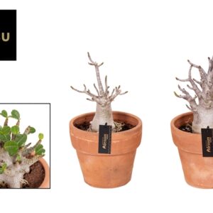 Adenium 'Baobab' in Keramik