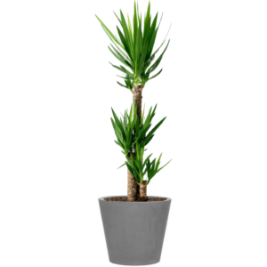 Begrünter Kübel Yucca elephantipes