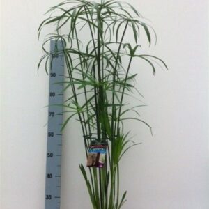 Cyperus glaber – Papyrus
