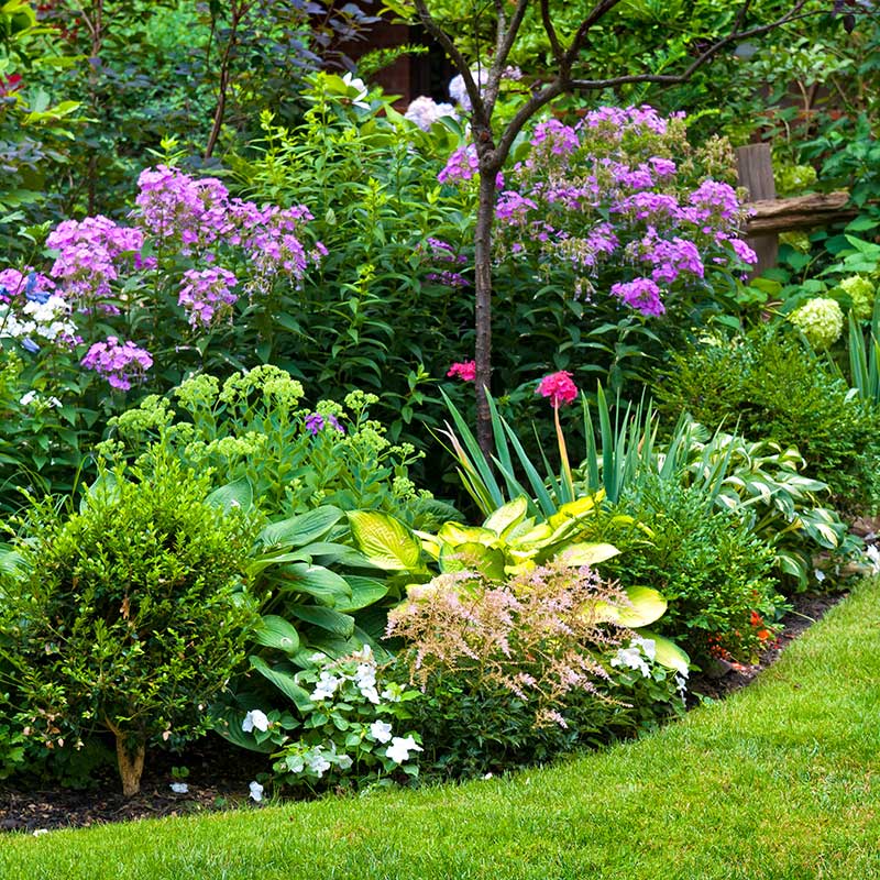 Gartenpflanzen