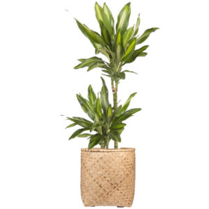 Begrünter Kübel Dracaena fragrans panaschiert