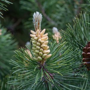 Pinus sylvestris – Waldkiefer