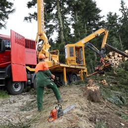 Rundholz aus Forstdienstleistung
