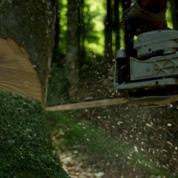 Forstdienstleistung mit Rundholz