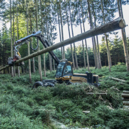 Forstdienstleistung im Wald
