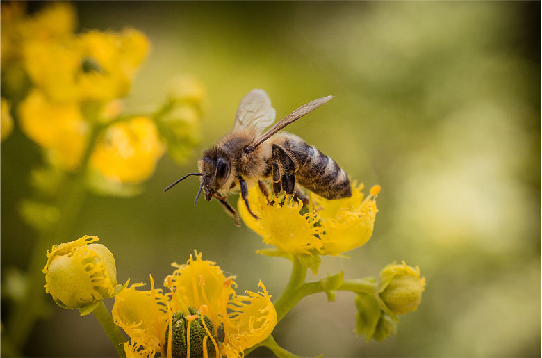 Bienenprojekt Hektar-Nektar