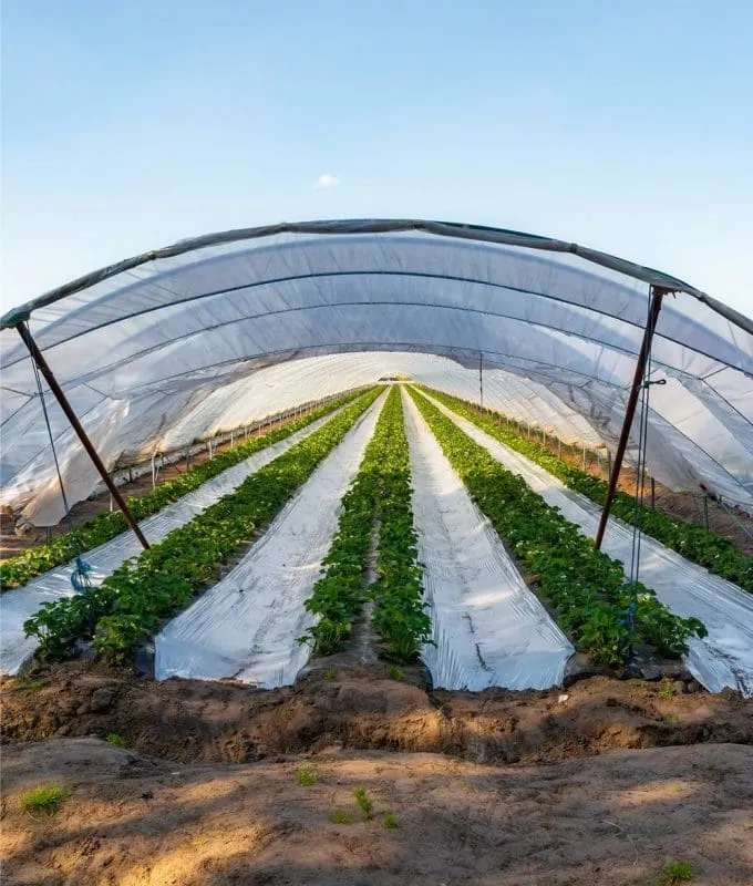 Nachwachsender Rohstoff: Anbau der fermentativen Substrate