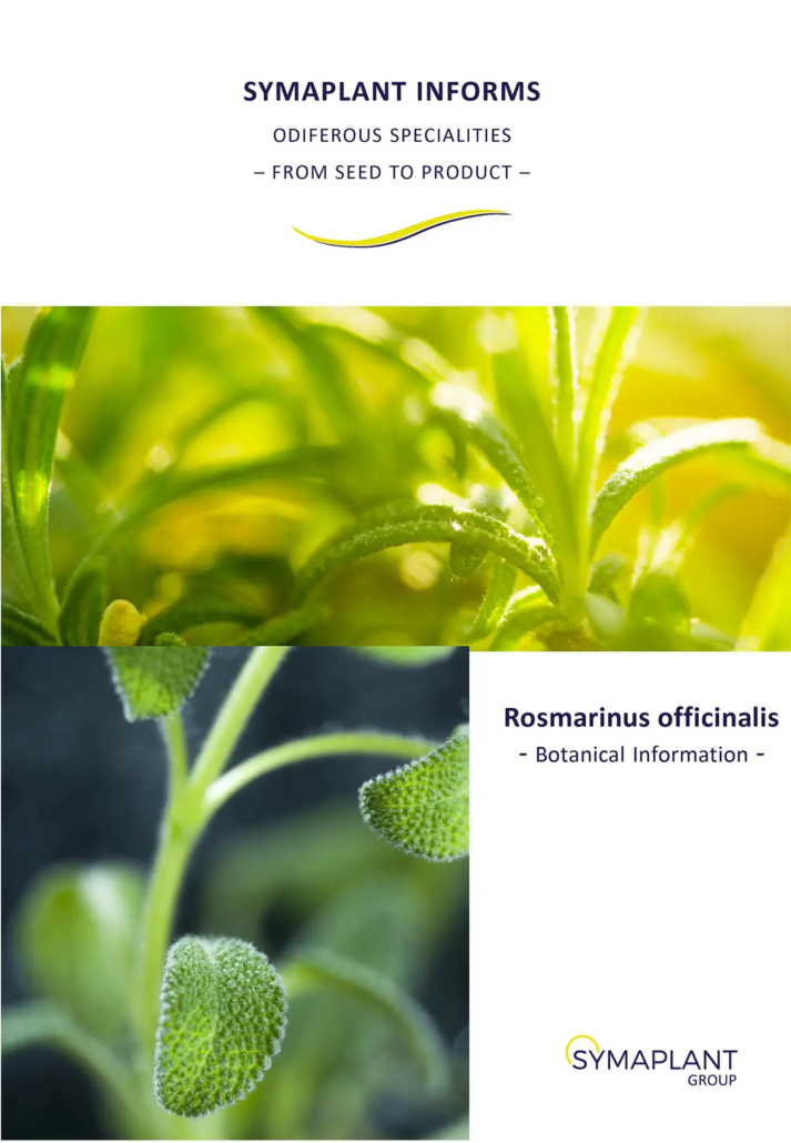 Rosmarin (Produktflyer)