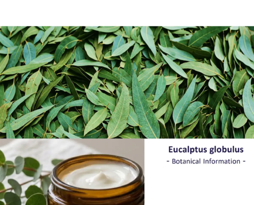 Eucalyptus (Produktflyer)