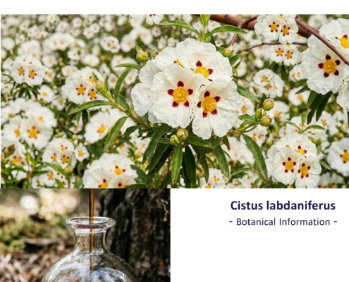 Cistus (Produktflyer)