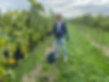 Weinlese Thermenregion