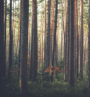 Wald – Rohstoffquelle