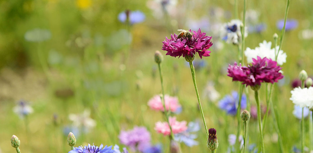 Nachhaltigkeit und Biodiversitätsprojekte mit Partnerlandwirten