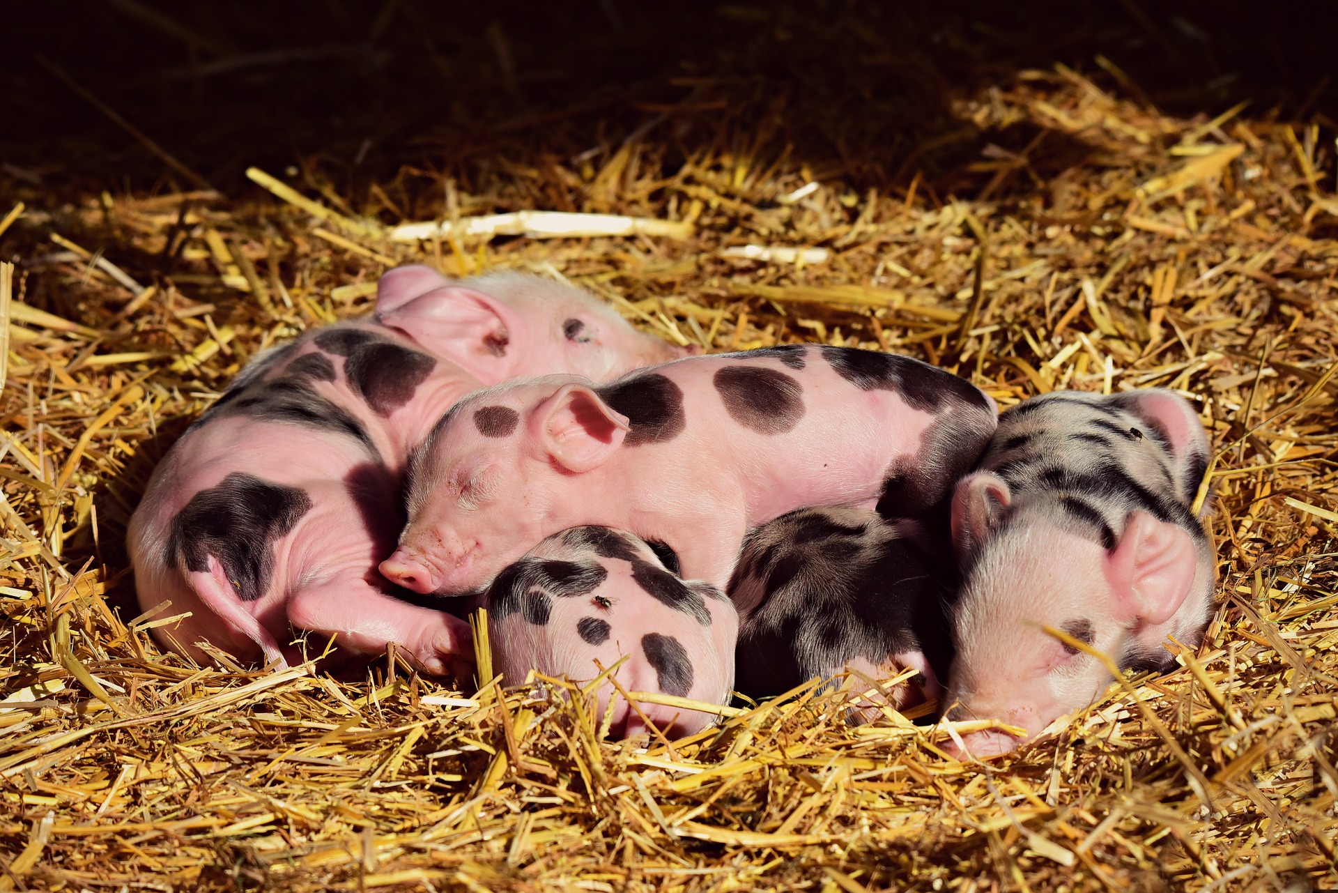 Schweinehaltung