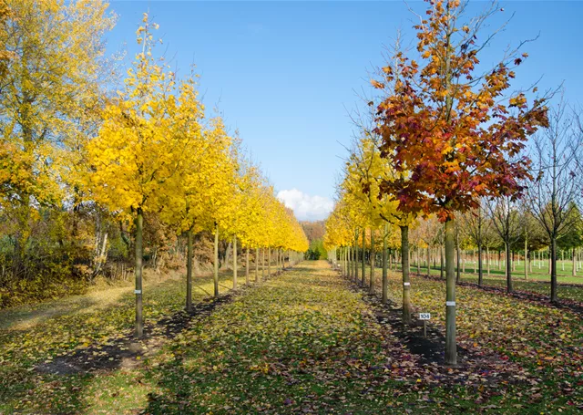 Baumschulqualitäten