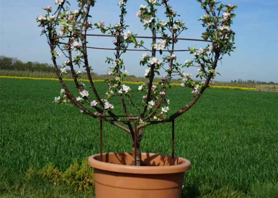Obstkugel im Dekotopf
