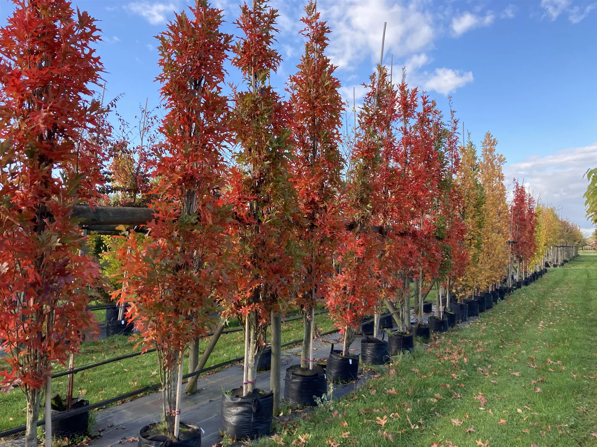 Quercus palustris 'Green Pillar'