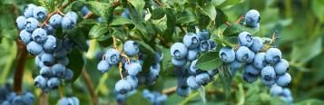 Anbauberatung: Heidelbeeren