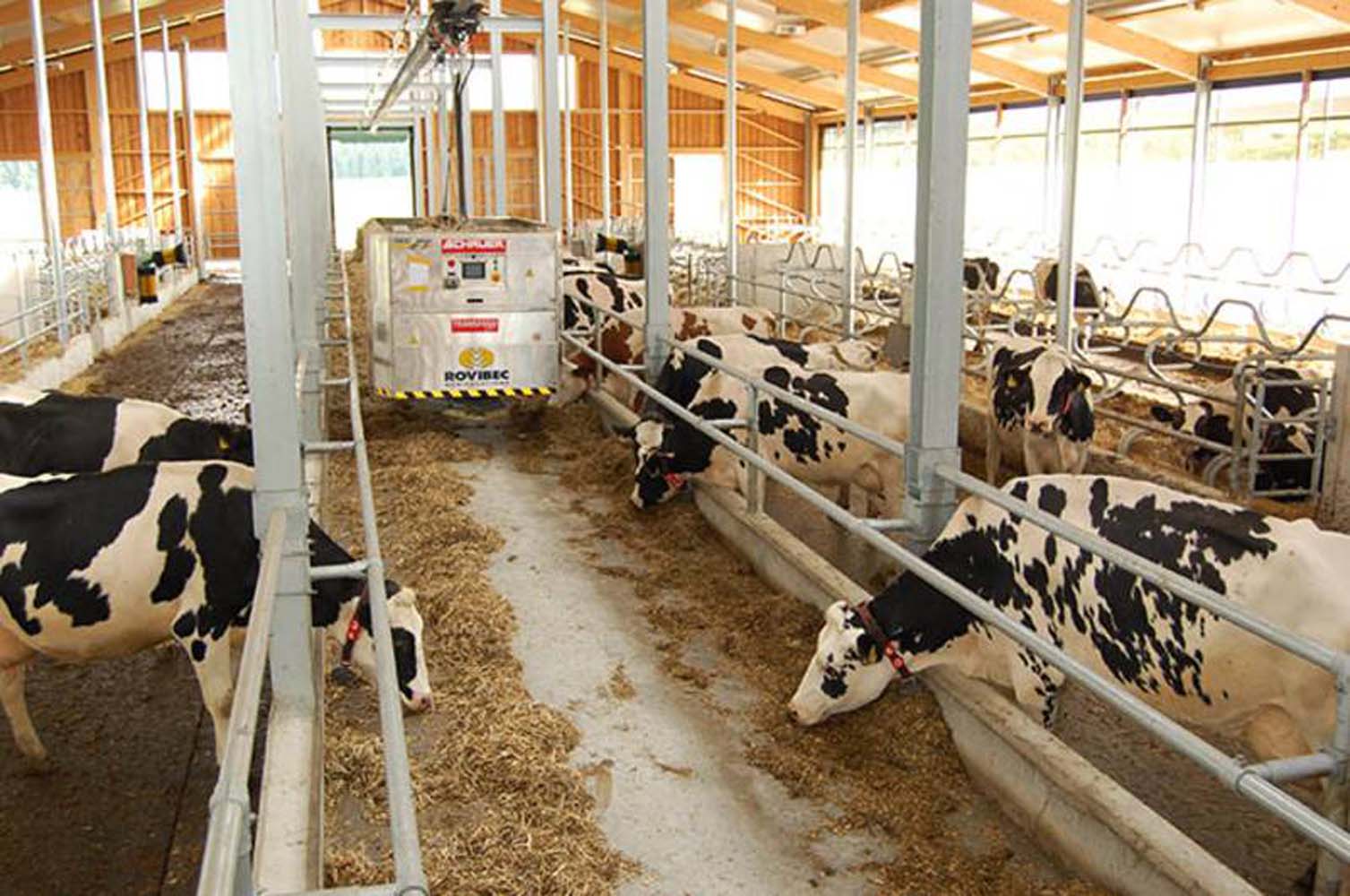 Transfeed DEC im Bullenmaststall