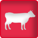 Rinderhaltung