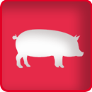 Schweinehaltung