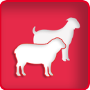 Schaf- und Ziegenhaltung