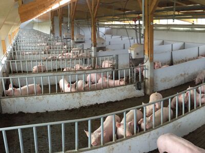 Außenklimastall auf landwirtschaftlichem Betrieb