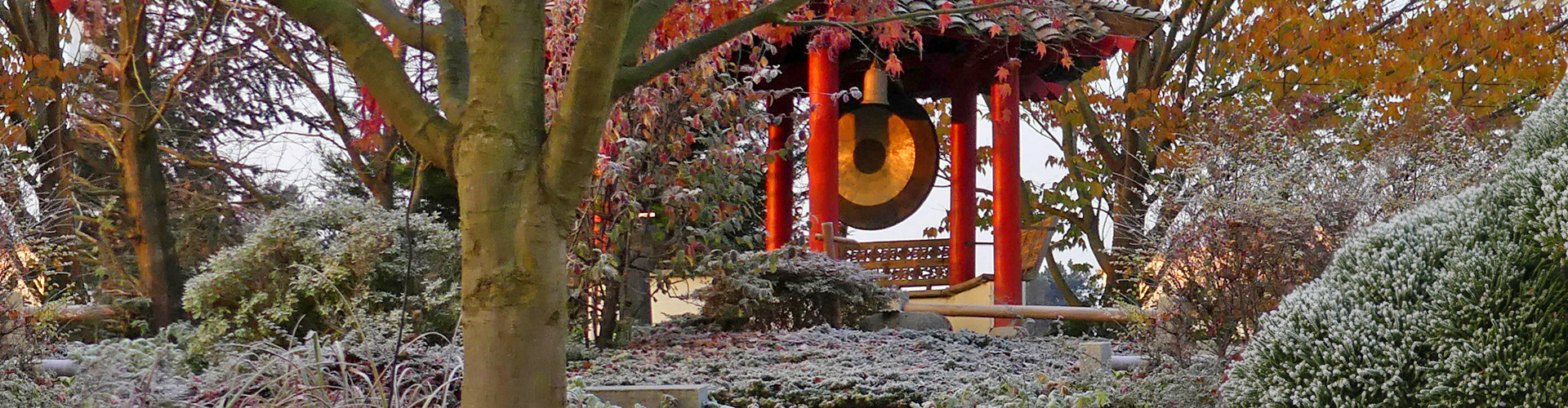 Bonsai-Direktimporte aus Japan