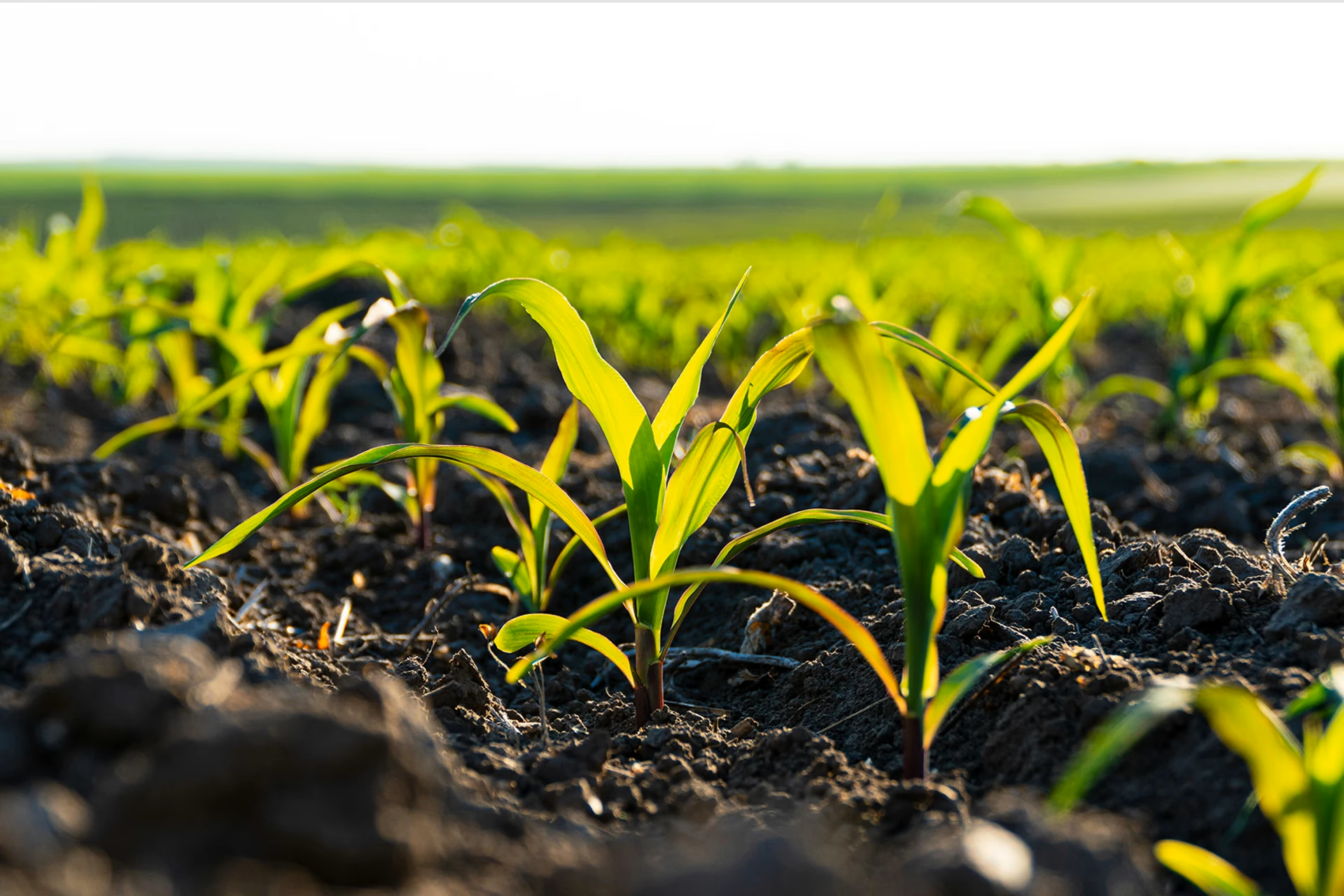 Biochar für die Milchviehhaltung
