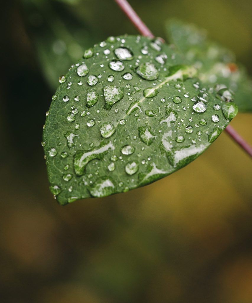 Biobasierte Rohstoffe als Grundlage der Coatings