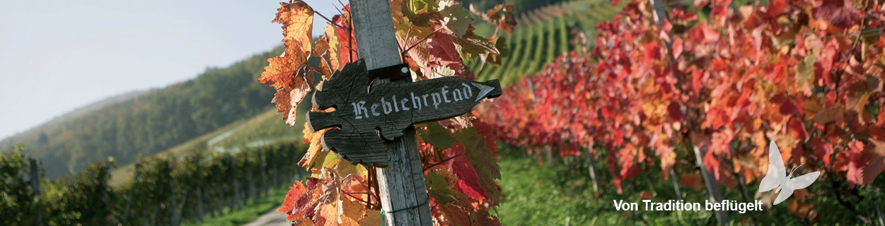 Rebberglehrpfad in Schinznach