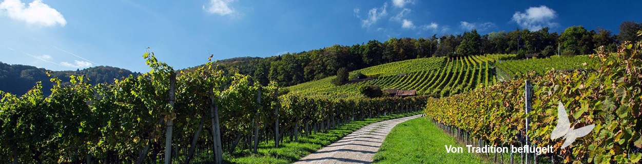 Rebbergweg der Weinbaugenossenschaft Schinznach