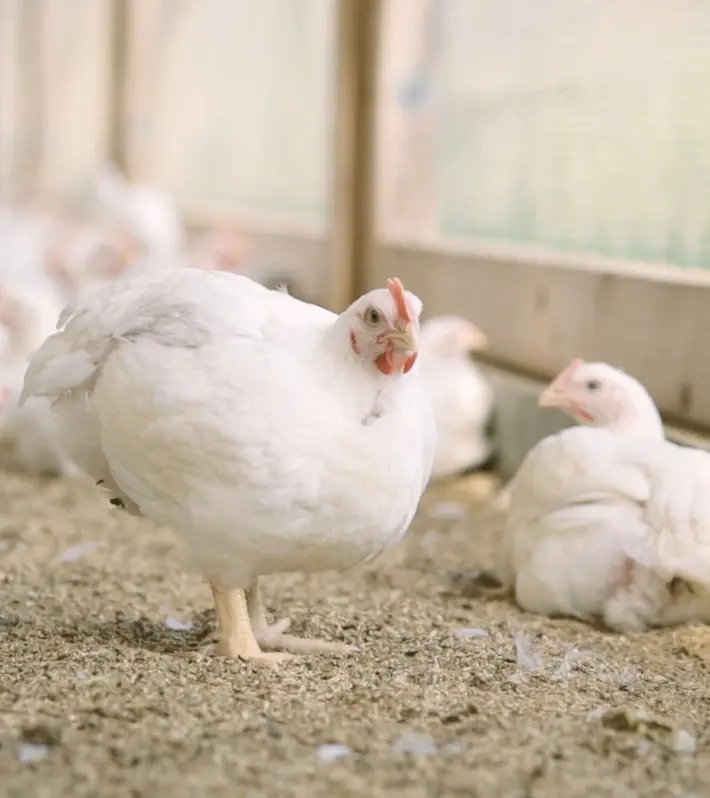 Poulets in BTS-Stallhaltung mit Wintergarten