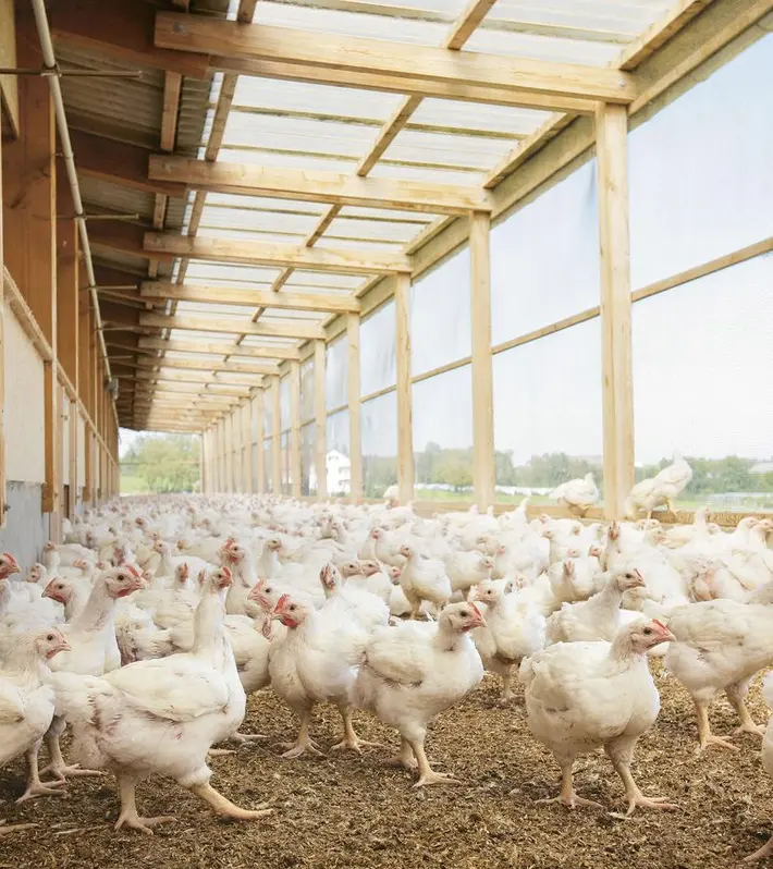 Poulet- und Trutenfleisch-Produkte