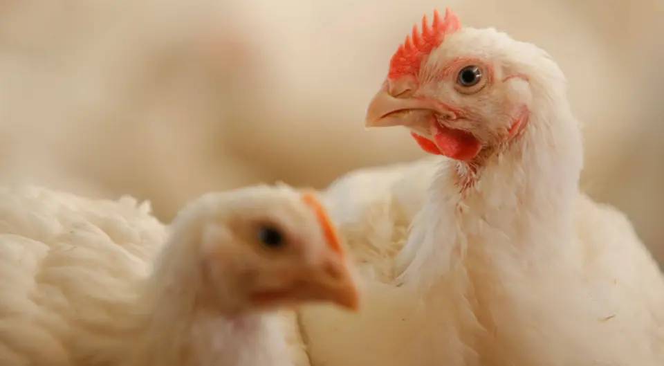 Schweizer Geflügel (Poulet/Trute)