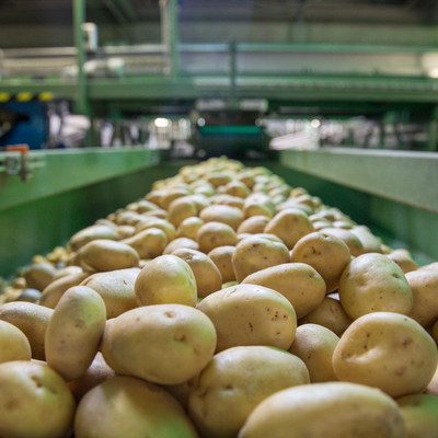 Kartoffelaufbereitung auf Förderband in Bätterkinden