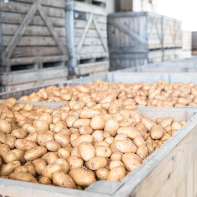 Kartoffeln in Paloxen zur Lagerung