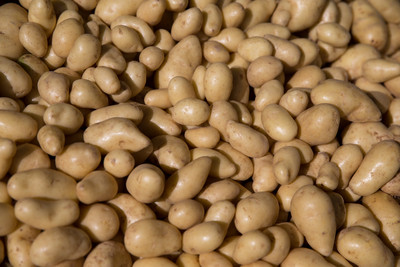 Frischkartoffeln, gewaschen