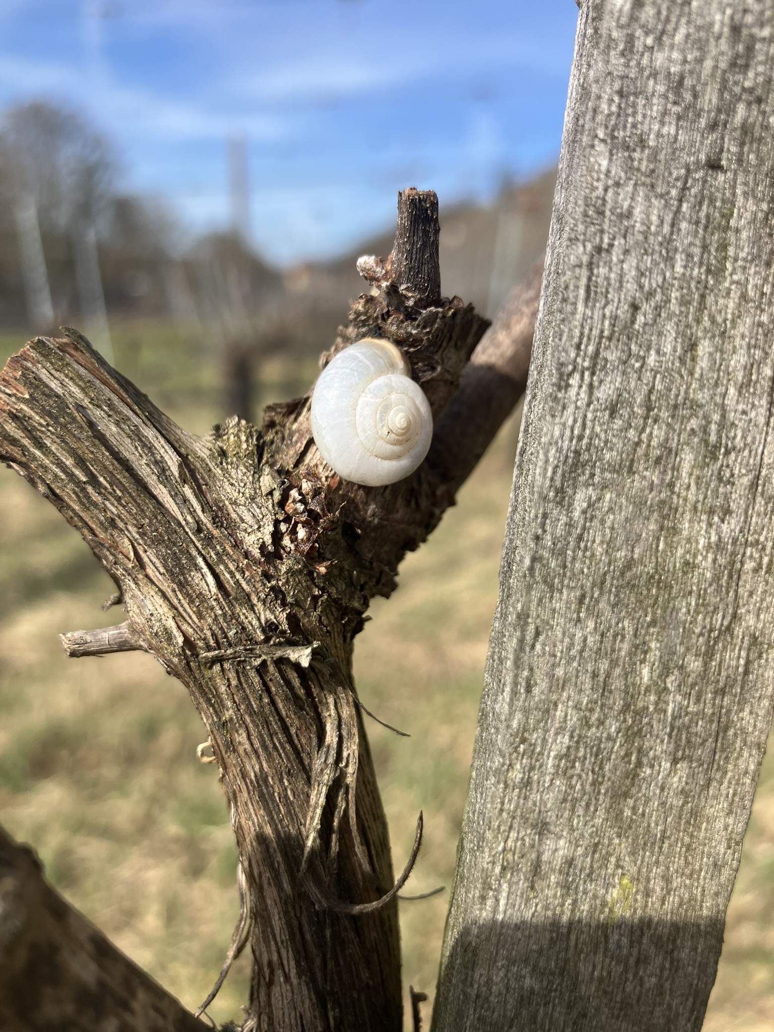 Arbeiten im Weinberg