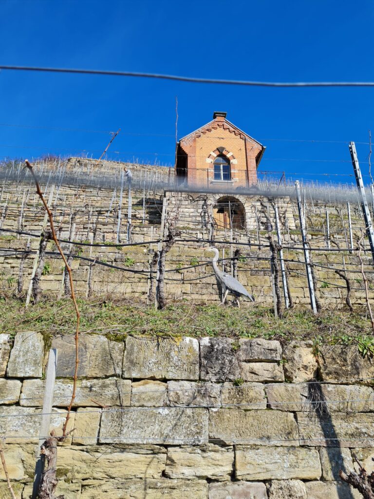 Weinberg am Cannstatter Zuckerle
