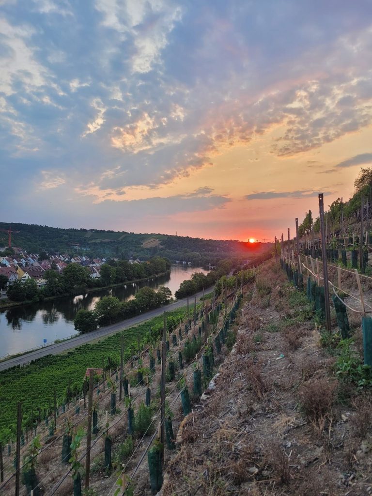 Reben in der Steillage