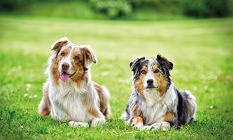 Hundebekleidung, Geschirre und Halsbänder