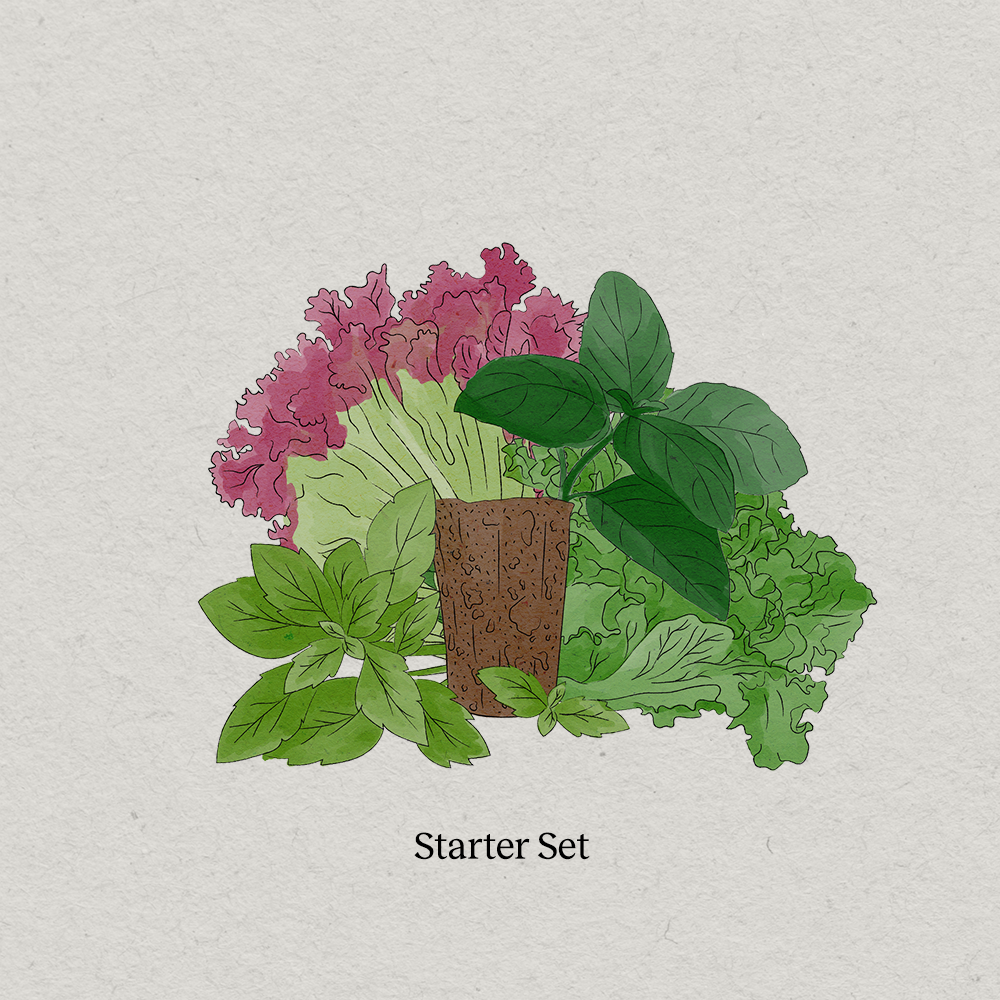 PlantPlugs Starter Set 8er-Pack