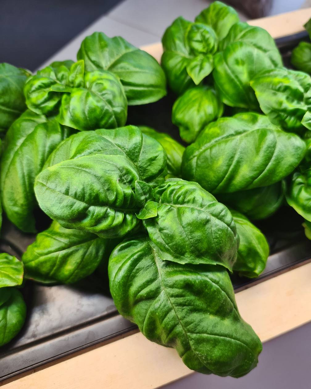 Aromatische Kräuter und frisches Blattgemüse