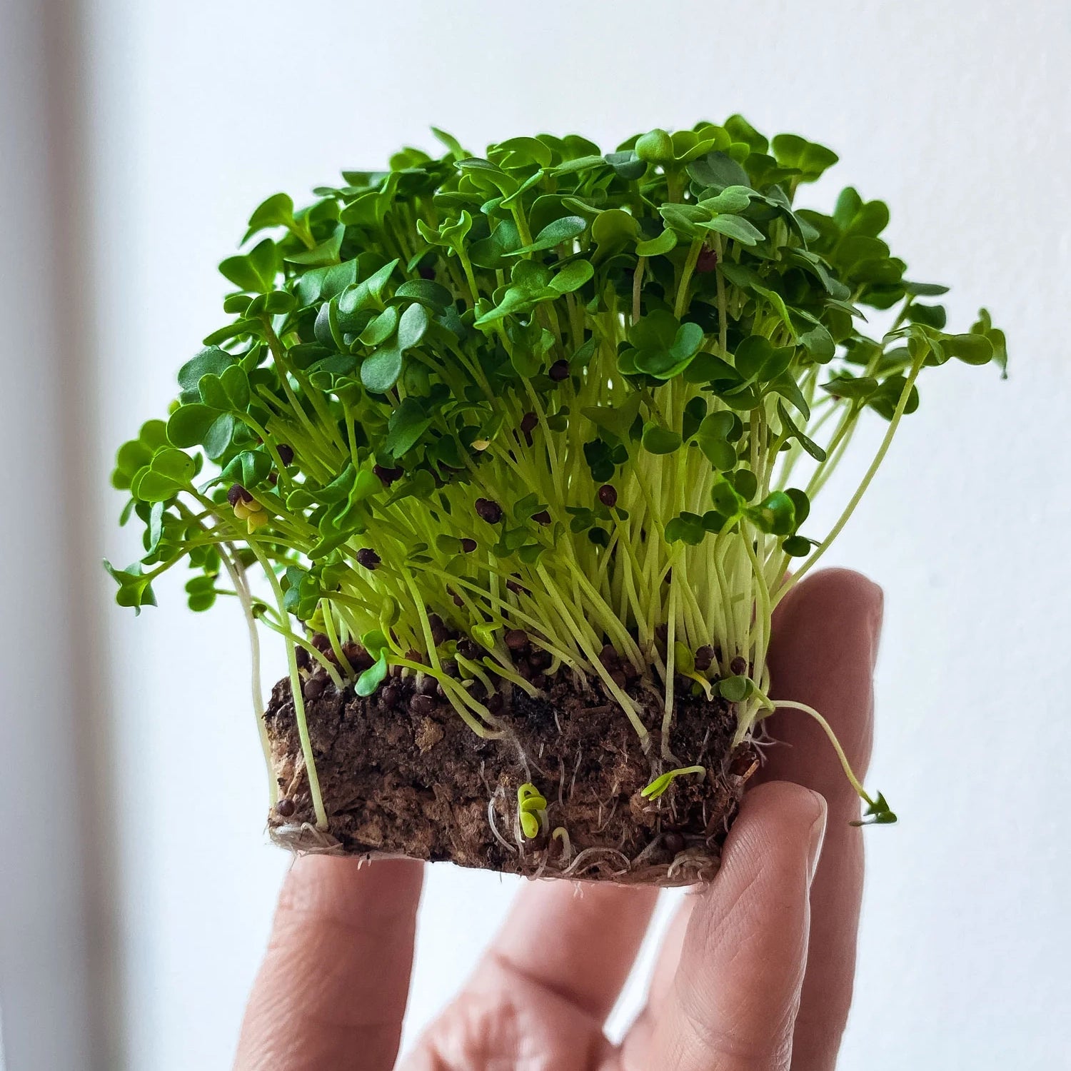 Microgreens – täglicher Vitaminschub